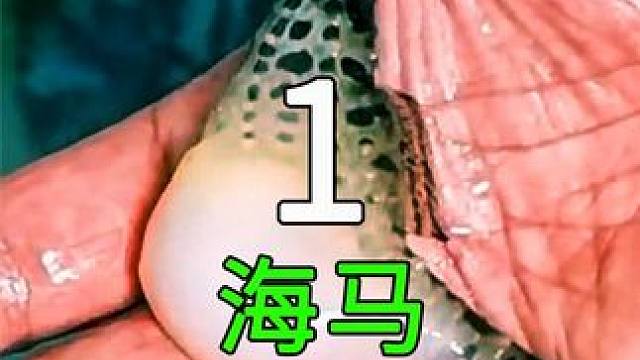 <第1/3集>海马的养殖奥秘，原来如此有趣#纪录片充电计划 