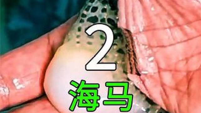 <第2/3集>海马的养殖奥秘，原来如此有趣#纪录片充电计划 