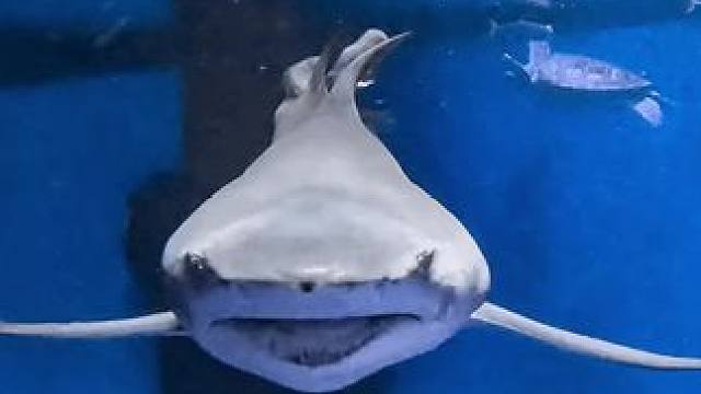 看到鲨鱼变身，开启龙年好运 祝大家年年有大鱼
 #扭开龙年好运 #一起看看海底世界 #鲨鱼宝宝 #年