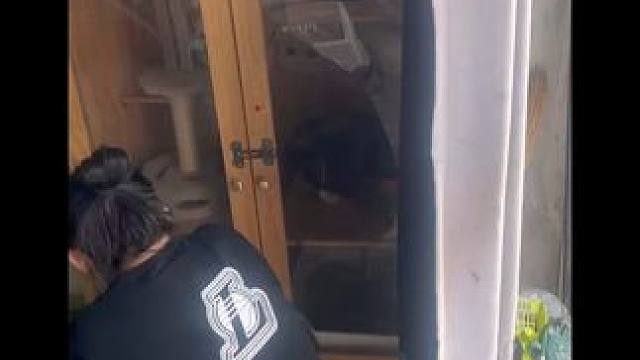 甜美风比熊谁受得了 突然间领导爱上了比熊#斯塔福 #比熊 #萌宠