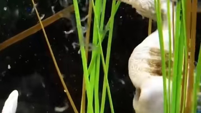 海马是地球上唯一一种由雄性生育后代的动物。