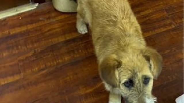 318左贡加油站发现一只流浪狗，给它煮了三个鸡蛋，现在吃完了给它赶出去