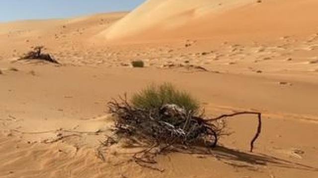 野生动物零距离~