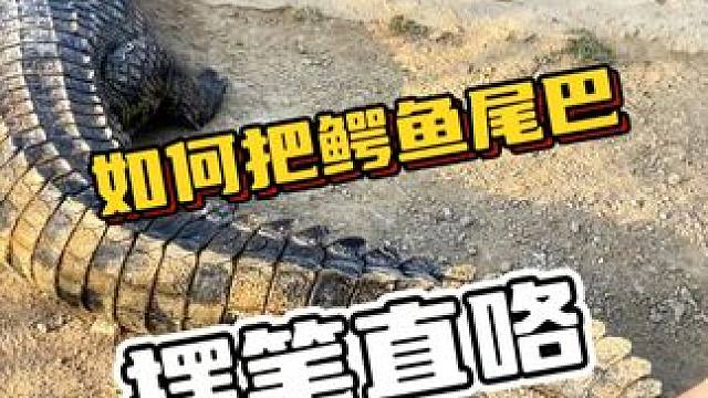 如何把鳄鱼尾巴摆笔直咯#鳄鱼 #鳄珍 #鳄鱼与牙签鸟皮带