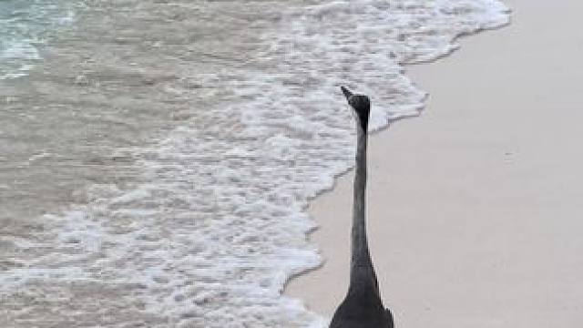 这鸟好呆啊哈哈哈哈，我到马尔代夫了，第一晚就爆了#米诺可 #鱼猎#海岛生活 #潜水抓鱼 #自由潜水