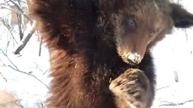野生动物零距离~