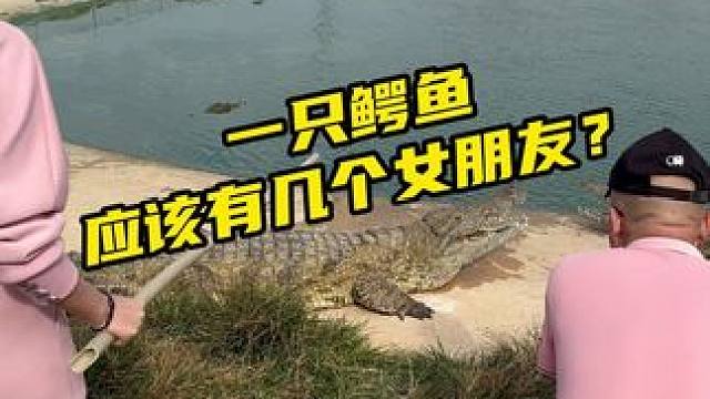 一个鳄鱼应该有几个女朋友？有知道的吗？这种情况正常吗 #别划走 #鳄珍