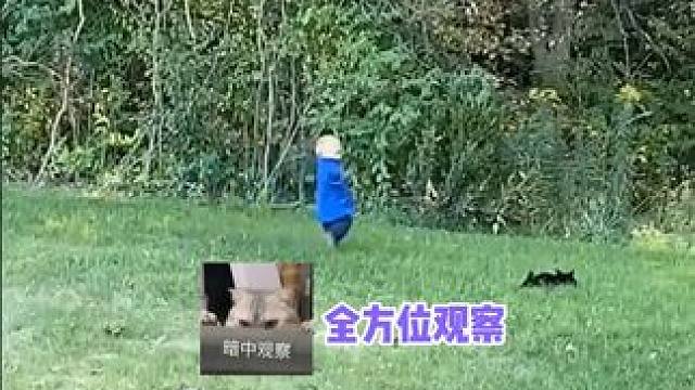 猫：就说我有没有看住吧 #娱乐评论大赏 #萌宠 #萌娃 #猫咪 #搞笑