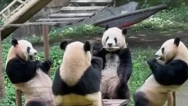 大熊猫围桌搓麻#熊猫的生活有多惬意 #大熊猫四喜丸子 #熊猫基地看熊猫 #旅行推荐官