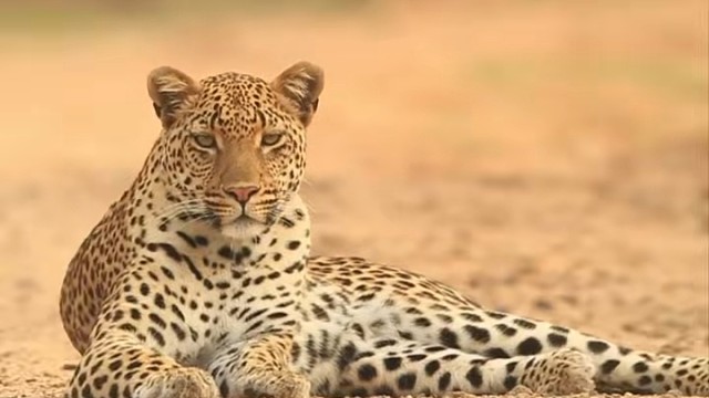 祝大家新年快乐！金钱暴富