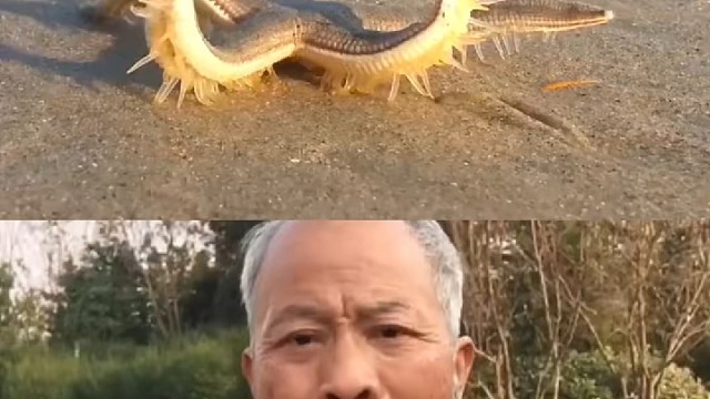 在海滩上偶遇一条散步的海星，你看它舞姿怎么样