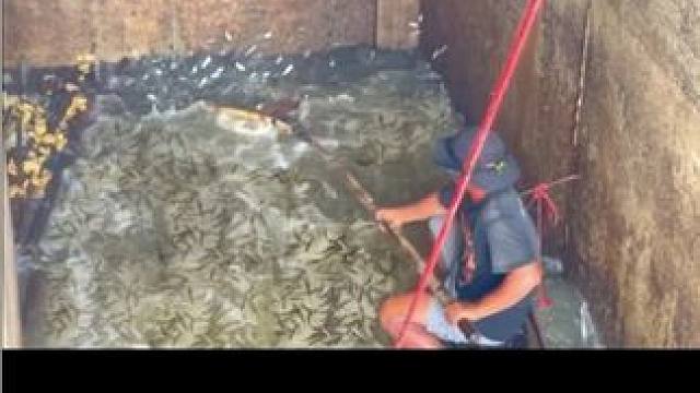 越南鱼业资源丰富，抓不完，根本抓不完，桥洞下面的鱼也太多了吧#徒手抓鱼 #捉鱼 #捕鱼达人 #打捞 