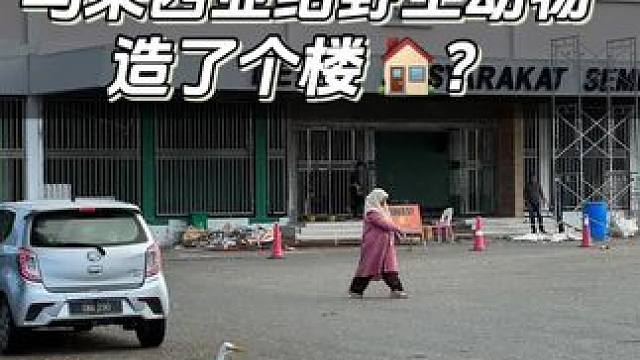 #马来西亚 #野生动物