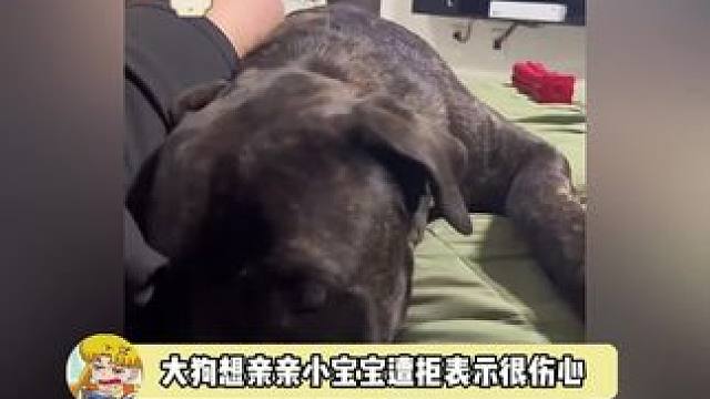 坏了，我能听懂狗说话了