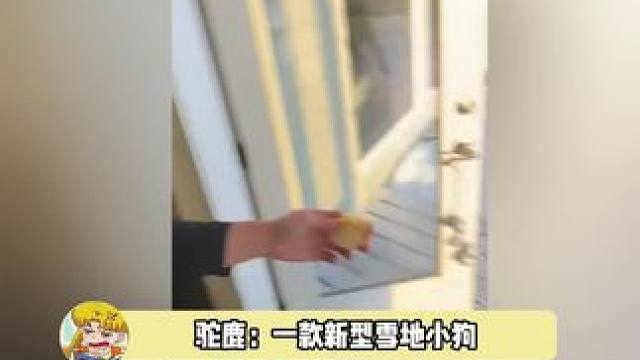 万一哪天想进来暖和暖和，这玻璃应该拦不住它