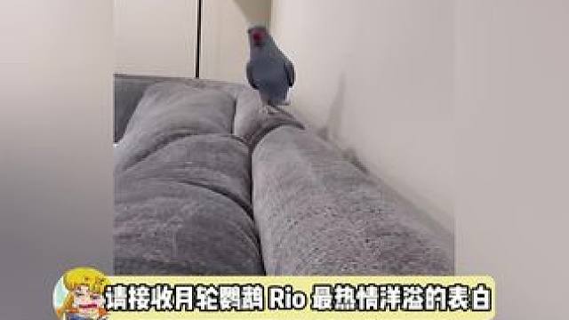 鹦鹉的主人肯定很爱它吧，每天亲亲