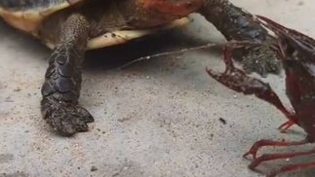 #动物的拳击比赛 #动物大战 #搏击胡 乌龟vs虾 重量级对战轻量级