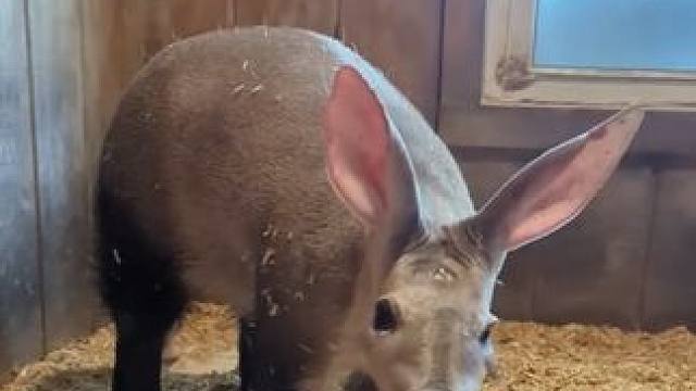 野生动物零距离~