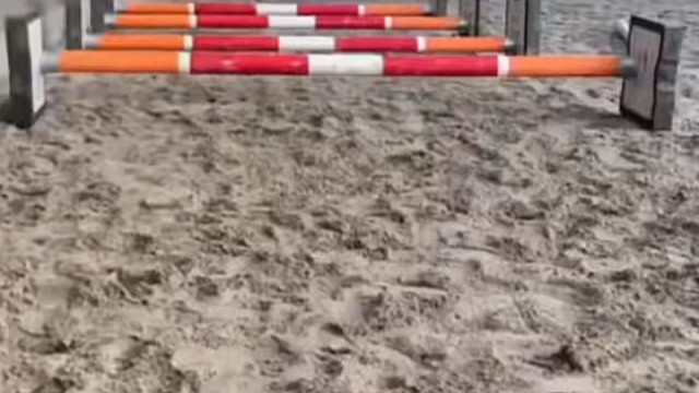 “狗里狗气”的小马儿