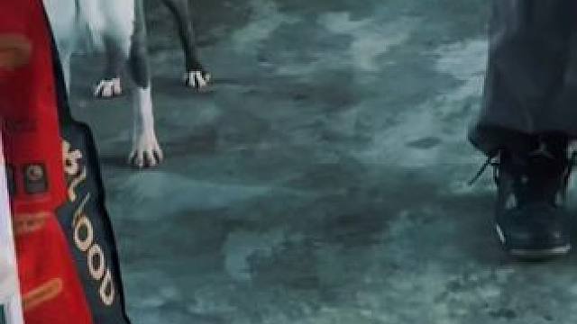 拉玛长大了#斯塔福 #萌宠 #赛级犬 #给你看看我们家恶犬