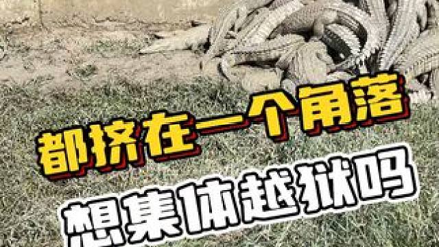 都挤在一个角落，想集体越狱吗？#鳄鱼 #鳄珍 #鳄鱼养殖场