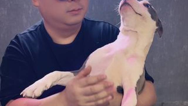 养狗的你宠物叫啥呀#斯塔福 #萌宠 #赛级犬 #狗的名字