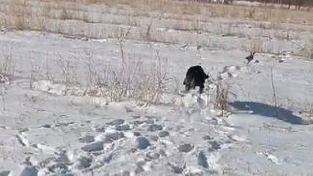 野生动物零距离~