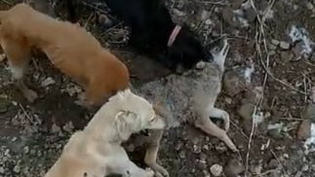 野生动物零距离~