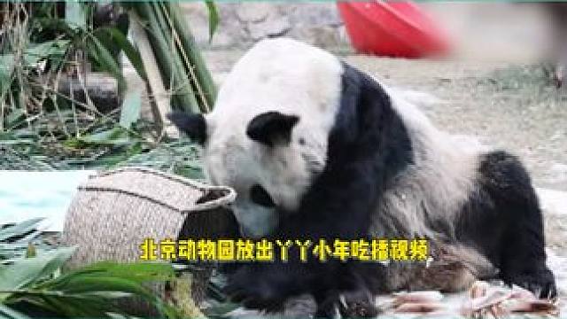 丫丫幸福过小年，在玩具与笋之间果断选笋，大口大口吃到打饱嗝 #丫丫 #明星八卦