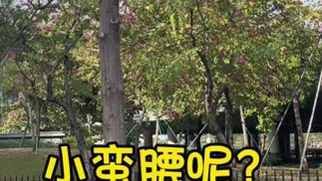 #广州塔 #广州 小蛮腰去哪了？