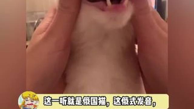 舌头借我学下俄语，人不如猫系列