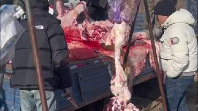 #现宰黄牛肉 驴肉#宰牛现场 #鲜牛肉的营养价值及功效 #真材实料才能做出好味道