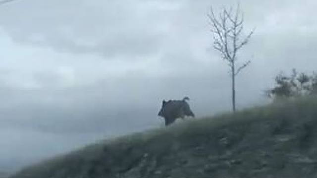 野生动物零距离~