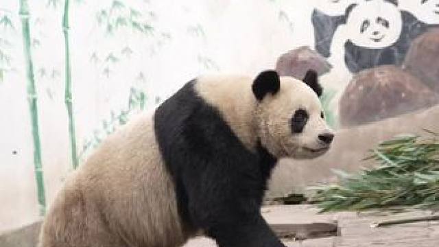 碧峰峡风景区，5A 级景区，川内野生动物世界！1.5 小时从成都直达，30 分钟从雅安市区直达！这里