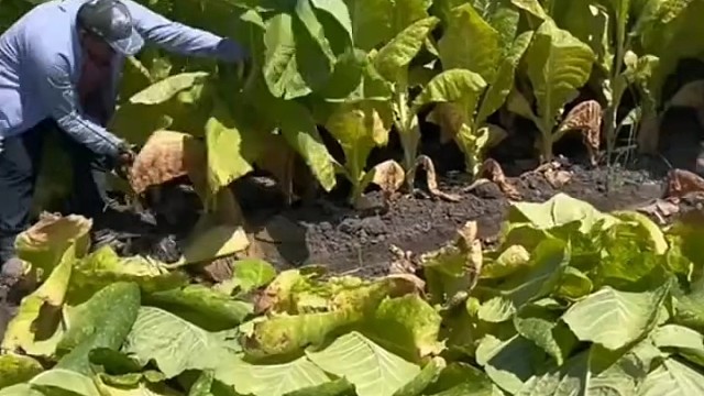 二弟慢点小心老大的腿，哈哈