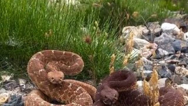 野生动物零距离~