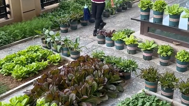 喜欢的菜园子，不管什么地方都干干净净，整整齐齐的好温馨