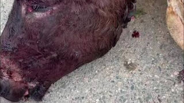 现宰驴肉#一定要保证肉的质量 #每天都是新鲜食材 #新鲜食材让您吃得放心