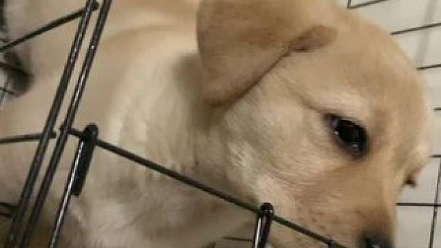 土豆在房间乱上厕所被关起来了#拉布拉多#土豆