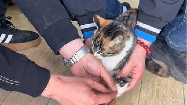 最近流行猫咪脚下粘胶带，有猫咪的可以尝试下，笑翻天！#这猫是懂车的 #这猫一看就是练家子 #撸猫撸猫