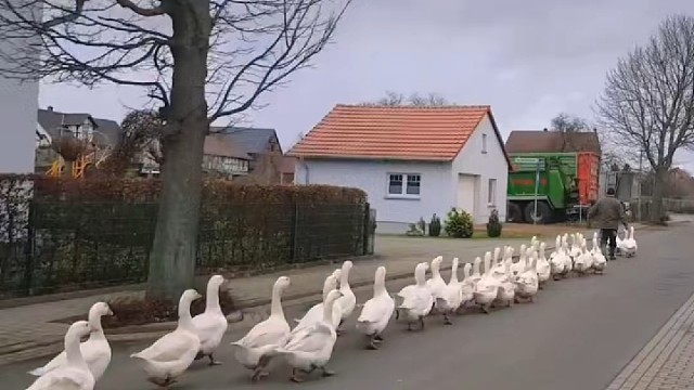 看这成群结队的大鹅走路能看一天