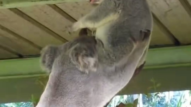 考拉打架打输了会怎么办呢？它会坐在地上哭到嗓子哑