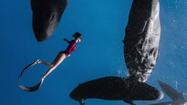 潜水名场面✌
抹香鲸家族✌
：BlueSoul摄影师
#画面太美 #随手拍带你看风景 #旅行随拍 #