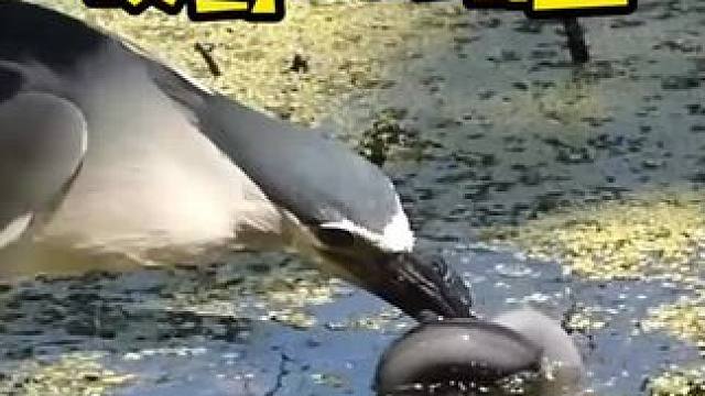 夜鹭抓到了一条大鳝鱼，还吞了下去#野生动物零距离 #动物鸟世界