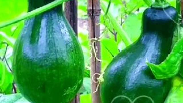 瓜果飘香，请大家欣赏。#硕果累累 #田园生活乐趣多 #桑葚熟了 #自家菜园的新鲜蔬菜 #香甜可口 