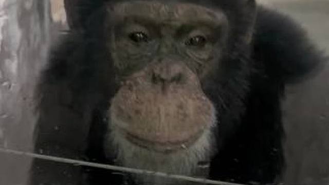 黑猩猩好可爱呀