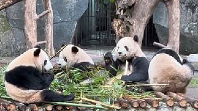 见到可爱的重庆大熊猫喽#大熊猫 #熊猫的生活有多惬意 #熊猫 #熊猫吃竹子视频 #萌化了