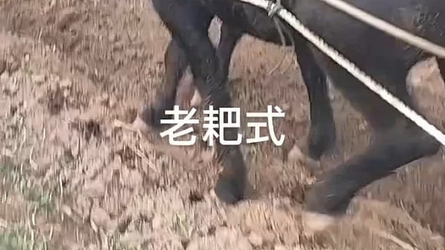 是骡子是马牵出来溜溜