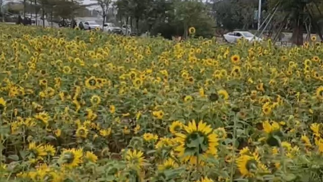 向日葵的微笑…