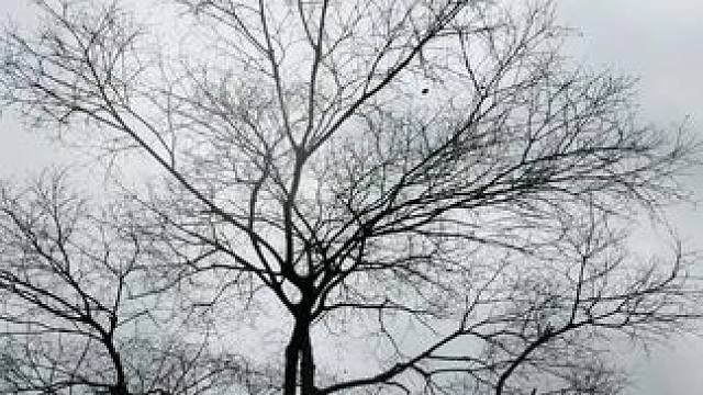 #寒枝折不断 @单淳（小号）昨天开始甲流了，全身酸痛，发高烧，整个人难受，今天晚上请假一天，明天如果